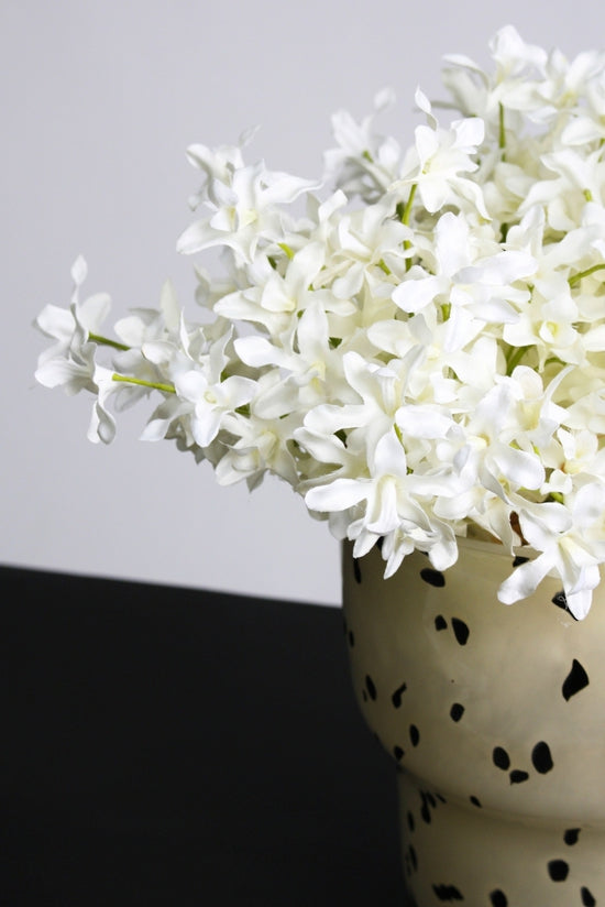 Dendrobium Bundle White (BU 609) FS